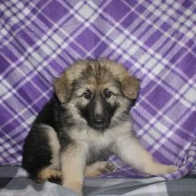 AKC German Shepherd