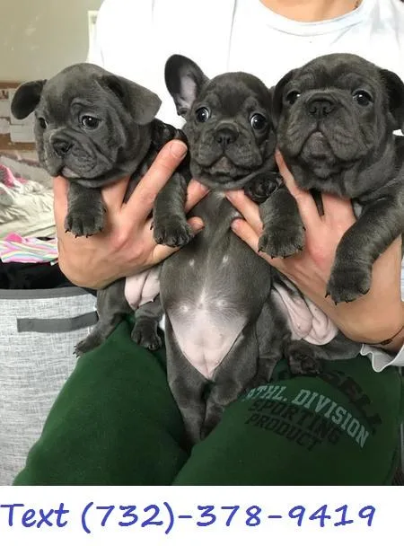 AKC LilacTan Frenchie Bulldog