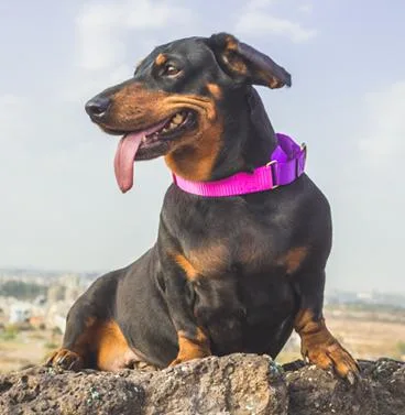 Unique dog collars and leashes In India