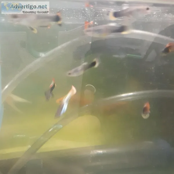 Guppies Snails Pleco Water dogs and red blood parrot fish