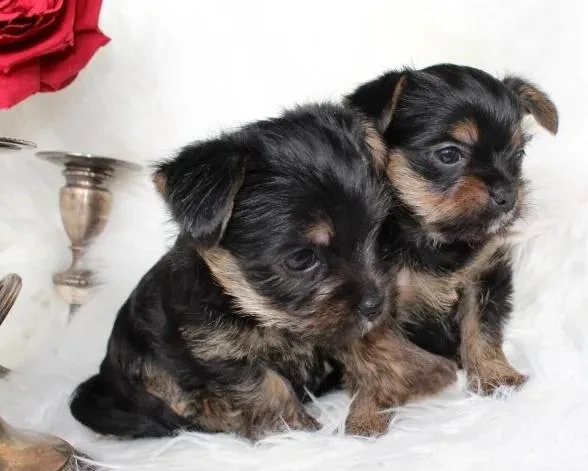 Ready Now Yorkshire Terrier Puppies