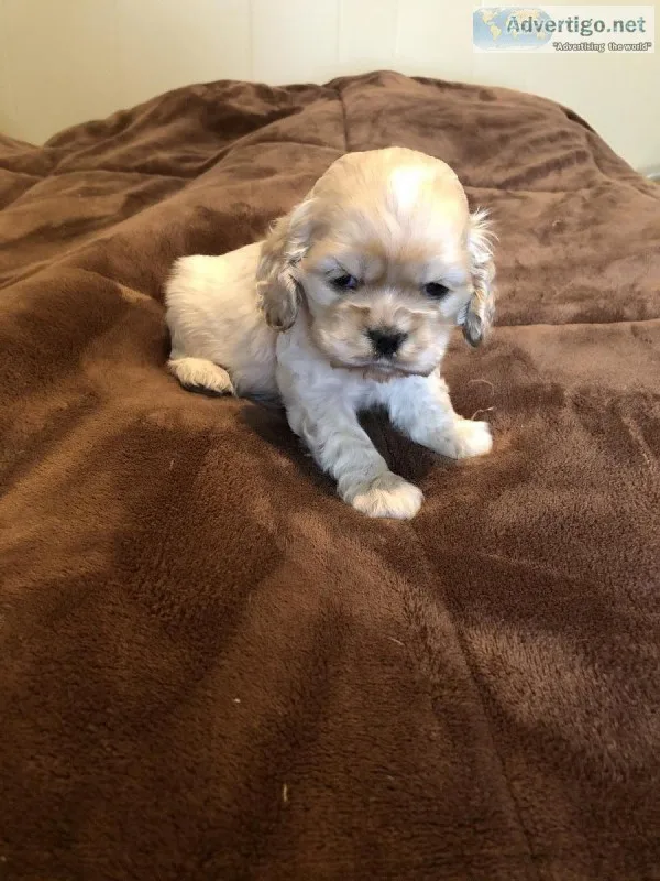 AKC American Cocker spaniel