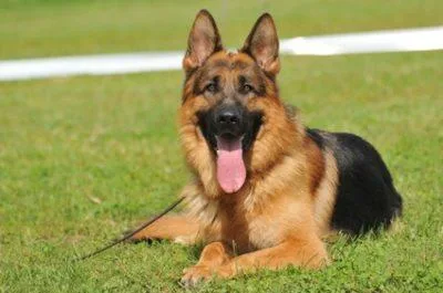 German Shepherd Dog Bite Expert
