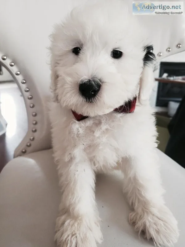 Gorgeous RARE Ttoodle (Tibetan Terrier and Poodle) Puppies