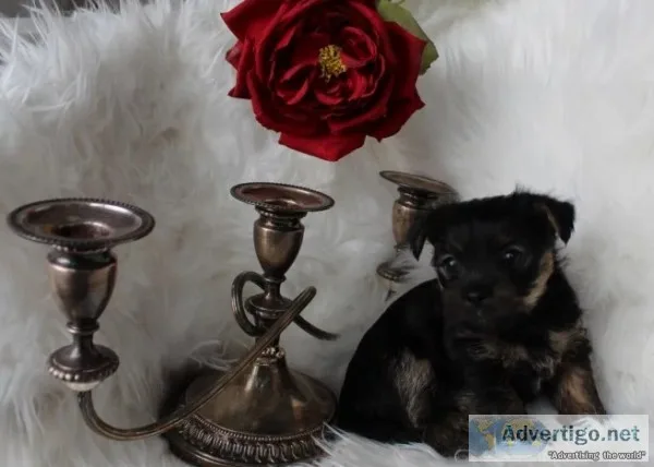 READY NOW Ready Now Yorkshire Terrier Puppies