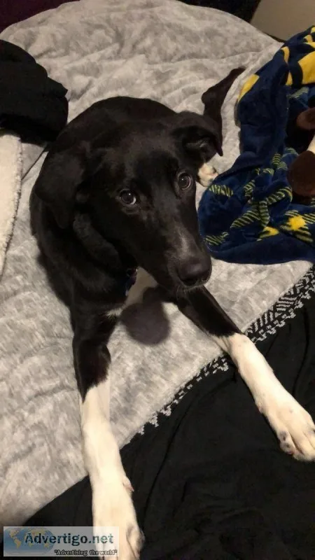Dog for sale