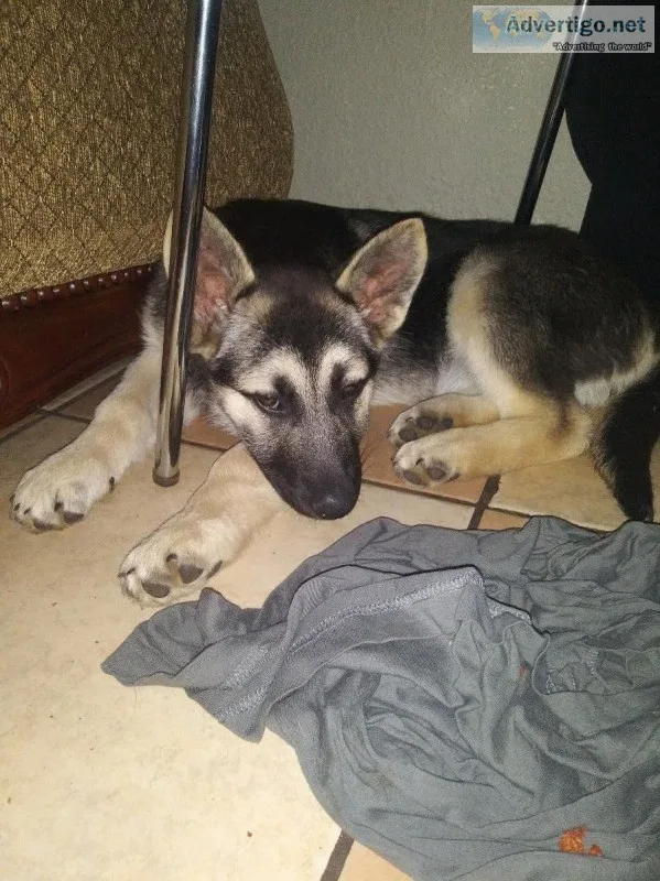 3 month old german sheppard mix