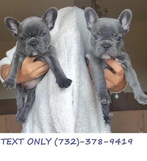Full Blood French Bull Puppies available