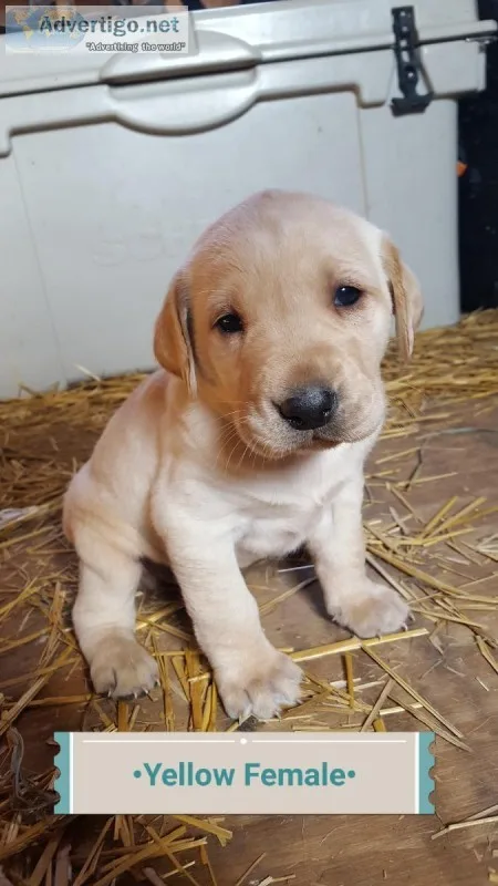 AKC Registered Lab Puppies