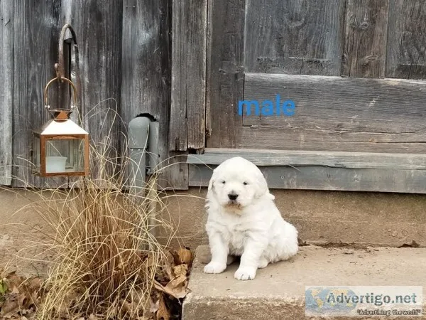 English cream golden retrievers