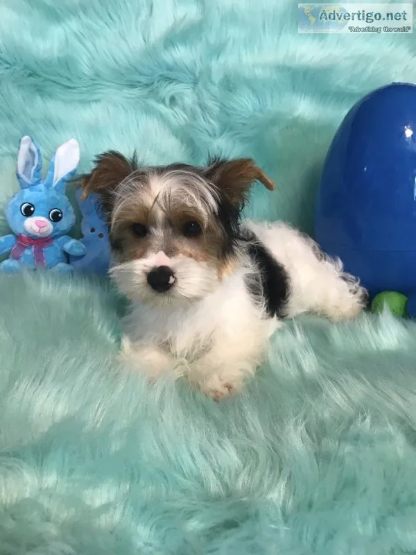 Male Yorkie Puppy