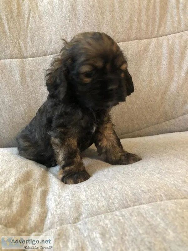 AKC American Cocker Spaniel