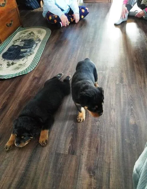 Rottweiler Puppy for Sale