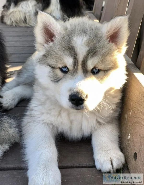 Siberian Husky
