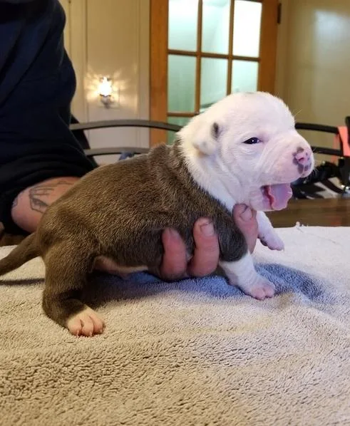 Pitbull puppies ready