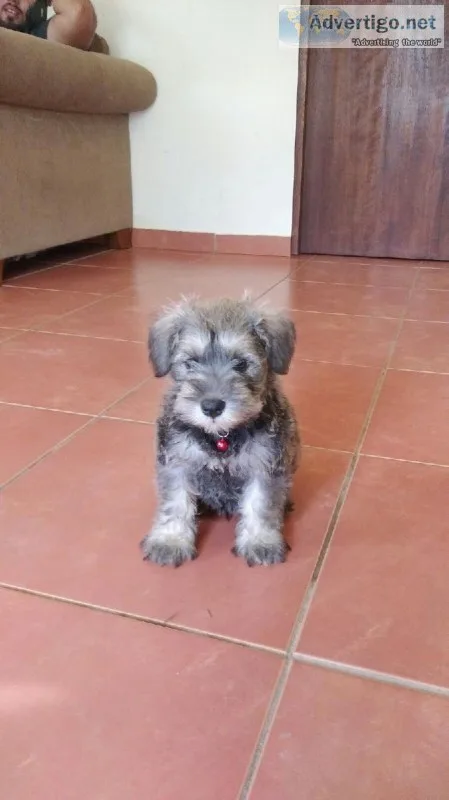 Mini Schnauzer Puppy