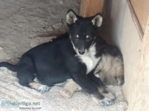 Akita  Wolf Hybrid