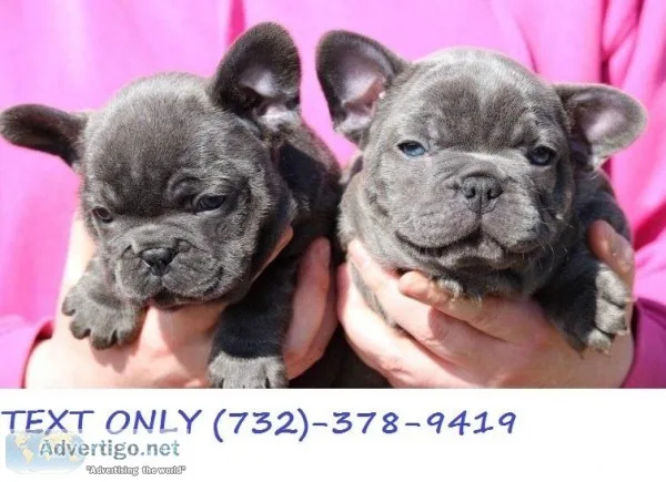 FRENCH BULLDOG PUPPIES. Full breed. 9 weeks old