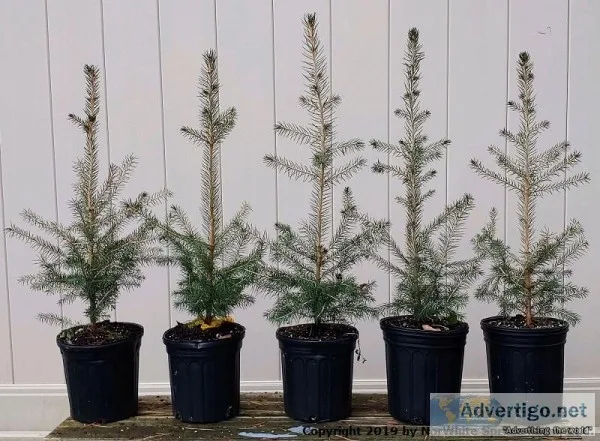 Authentic Potted Norway Spruce 20 - 24&quot 3 Years Old