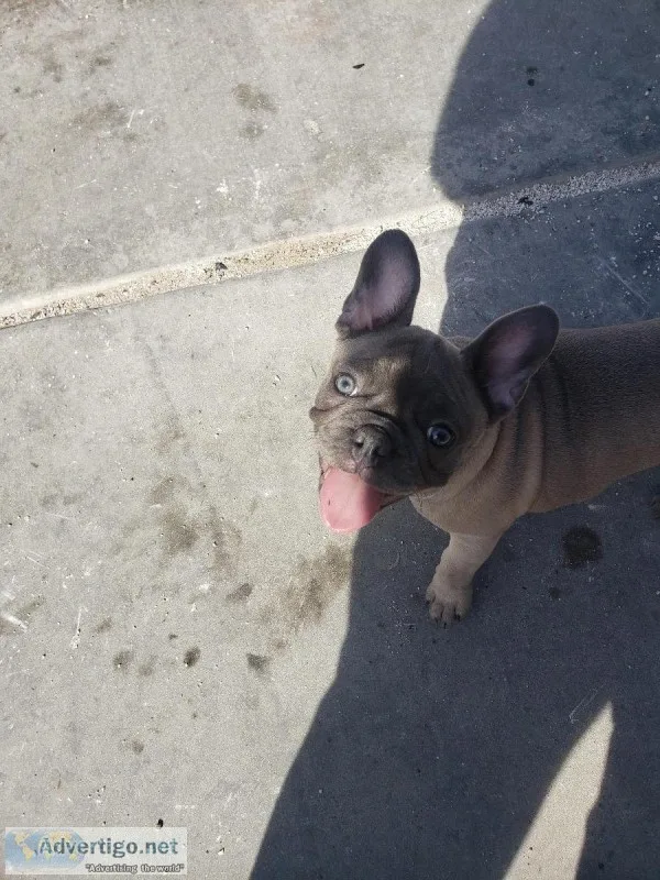 French bulldog