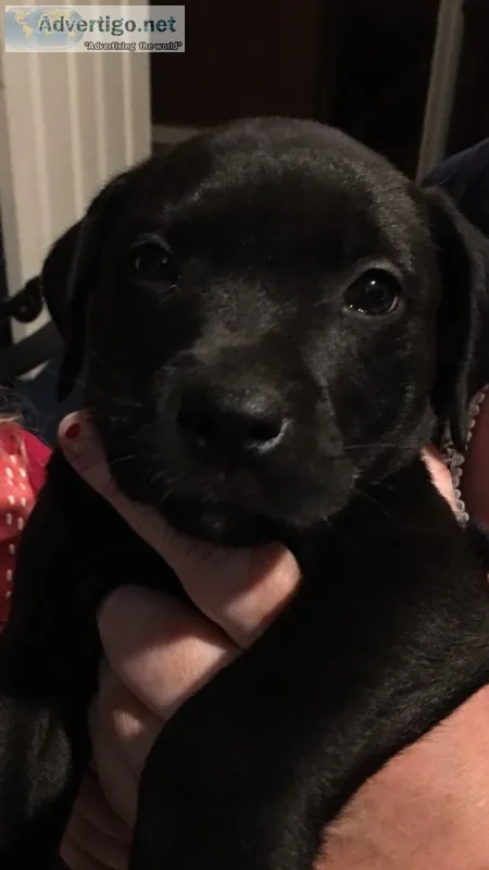 Puppies