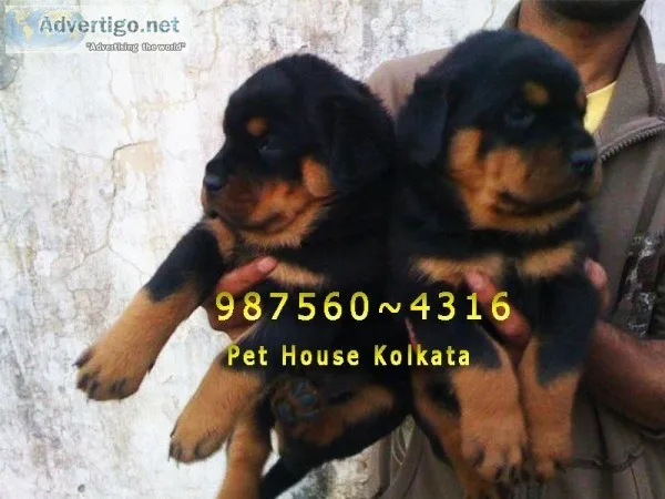 Imported Quality ROT WAILER Dogs Sale At  KOLKATA