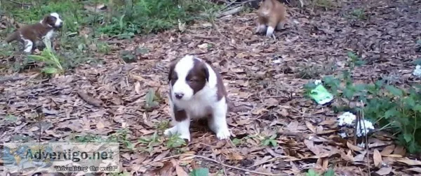 Red Border collie puppies