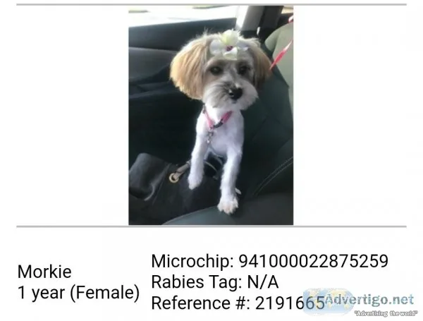 Morkie Female Named Bella