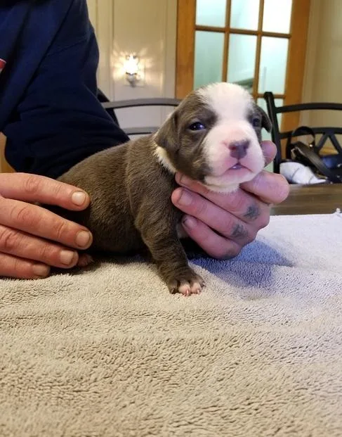 5 Pitbull puppies ready