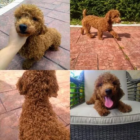 Akc red toy poodle
