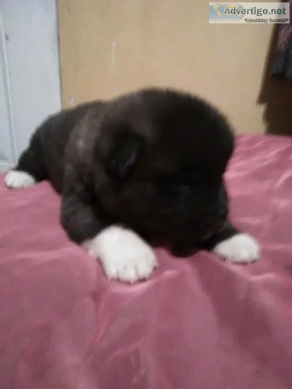 American Akita puppies