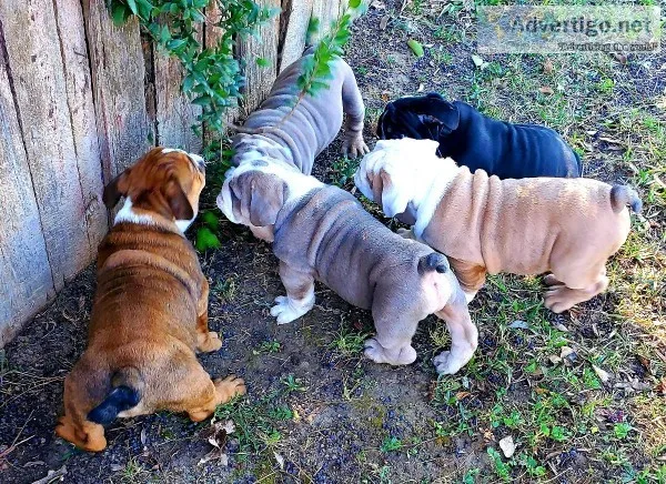 ENGLISH BULLDOG ABKC PUPS