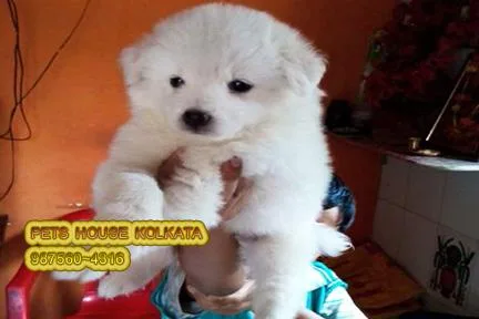 Show Quality GERMAN SPITZ Ready to sale At KOLKATA
