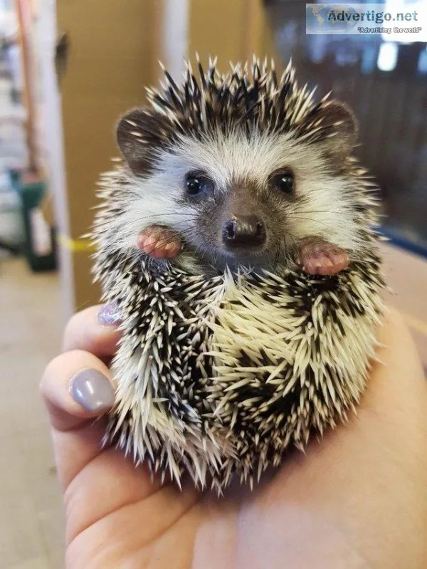 Baby male and female African pygmy hedgehogs