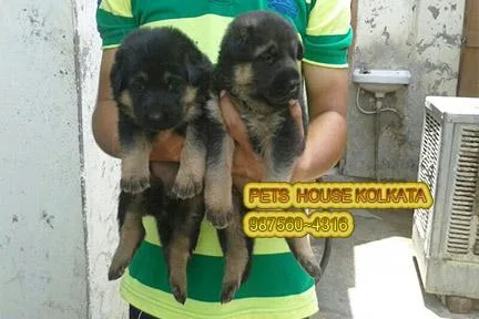 Imported Quality GERMAN SHEPHERD Dogs At GANGTOK