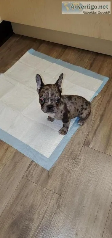 Frenchie puppies 11 male and female