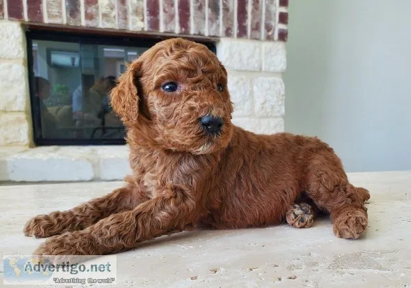AKC Red Standard Poodle Puppy - Ruby