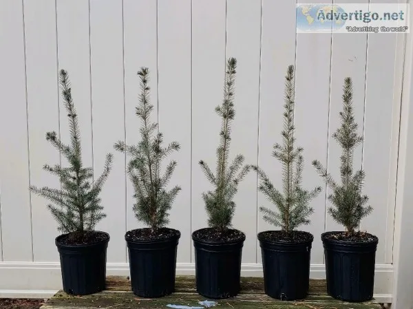 Authentic Potted White Spruce 18 - 22&quot 3 Years Old