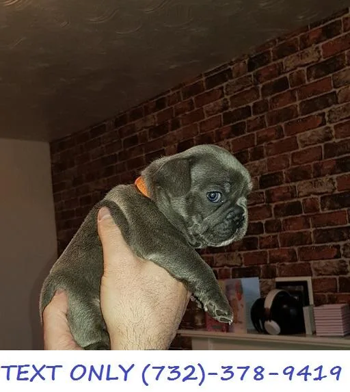 Blue Puppies