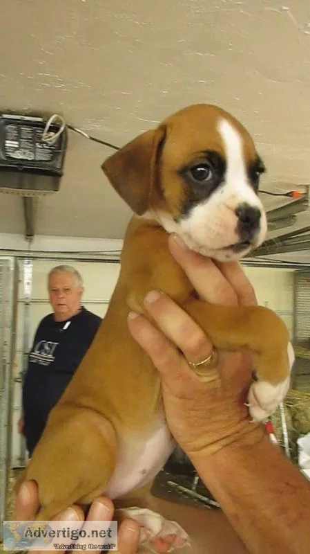 Rehoming two boxer pups