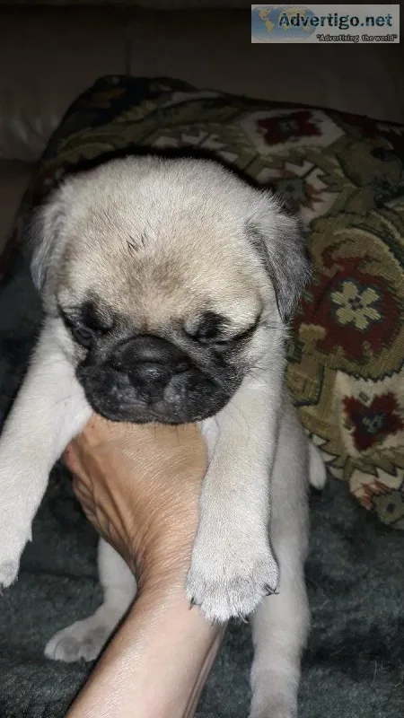 Adorable purebred pug puppies for sale in Belleview