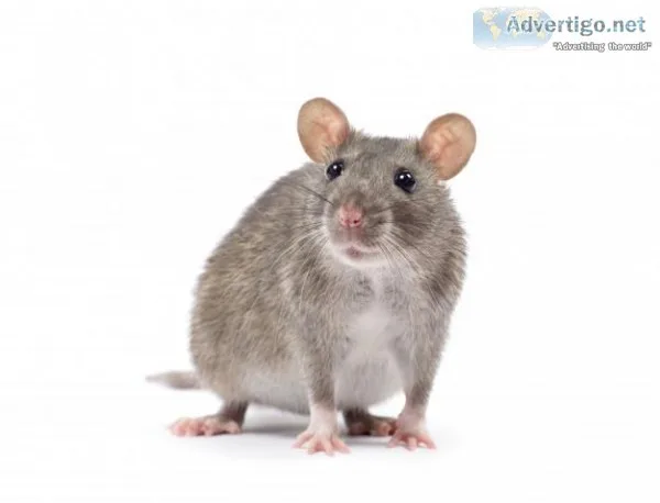 Pest control Pacific Pines