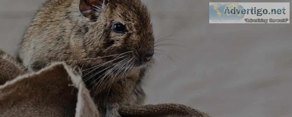 Quality Pest Control  Qpms.com.au