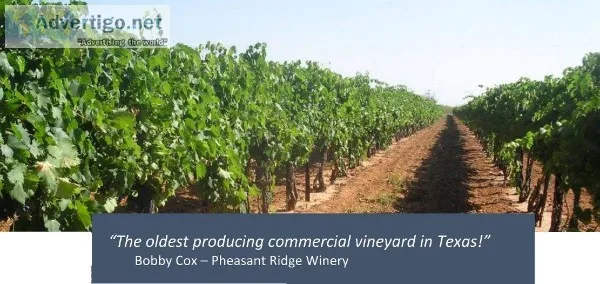 Historic Vineyard For Sale