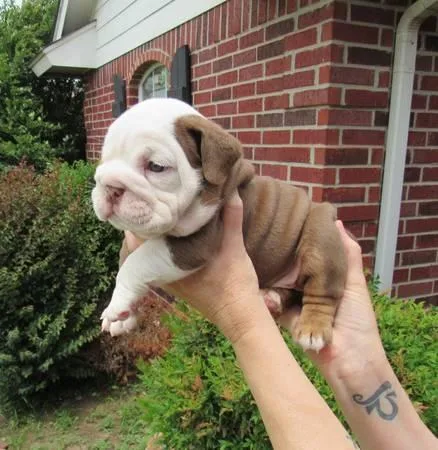 AKC Registered male English Bulldog