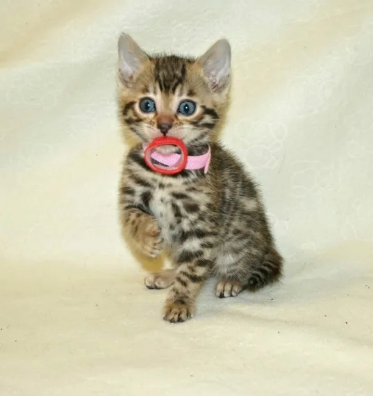 Pet