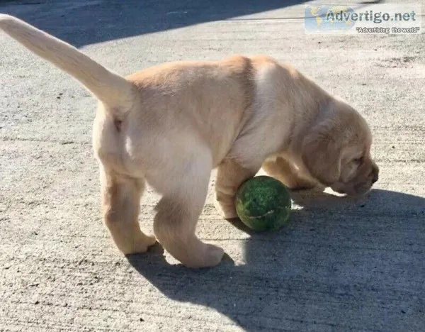 AKC Lab Puppies