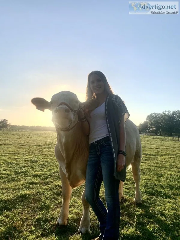 Charolais Cross for sale