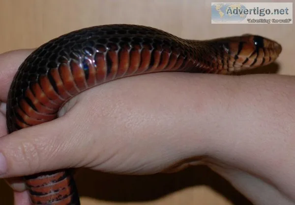 Eastern Indigo Snake