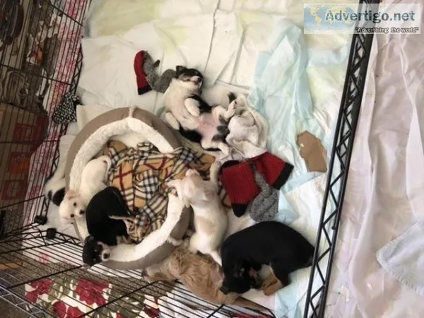F1Malchi Puppies